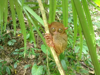 世界一小さいサル、ターシャ
