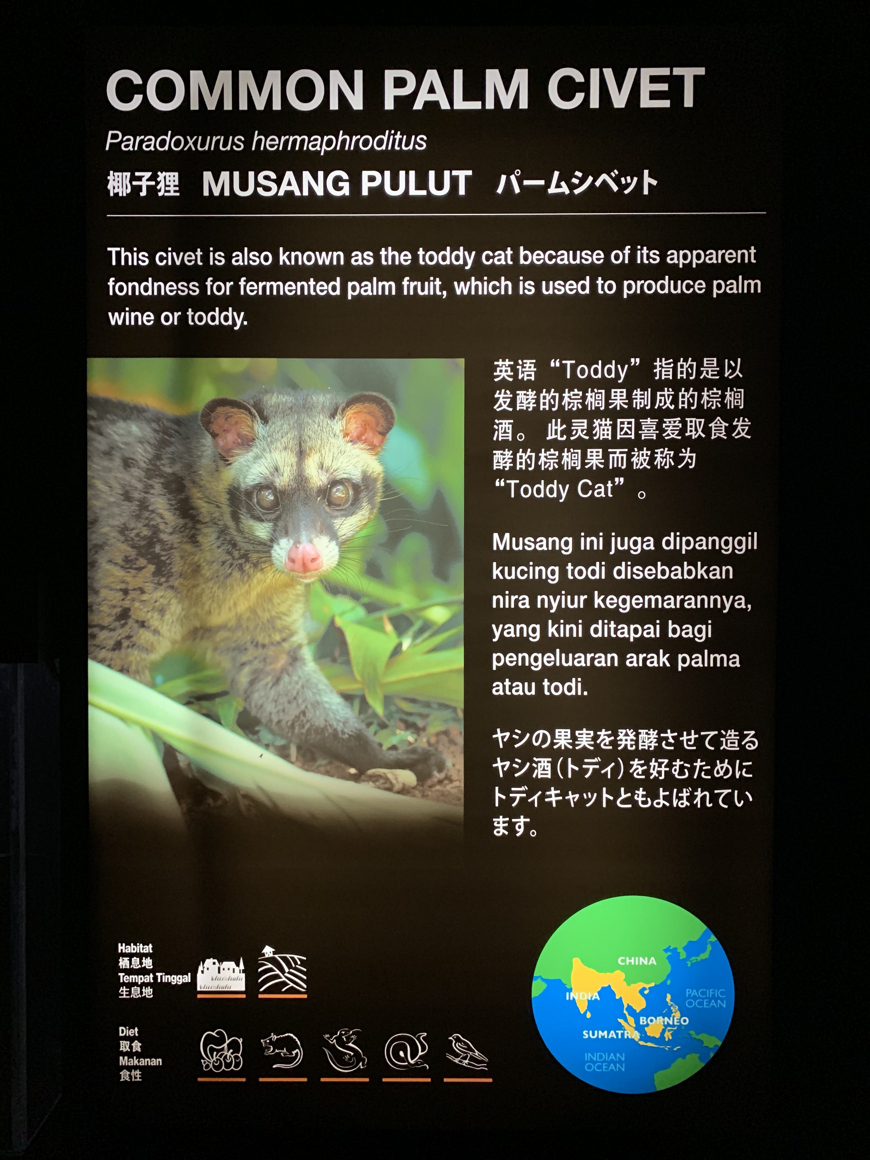 パームシベット 案内