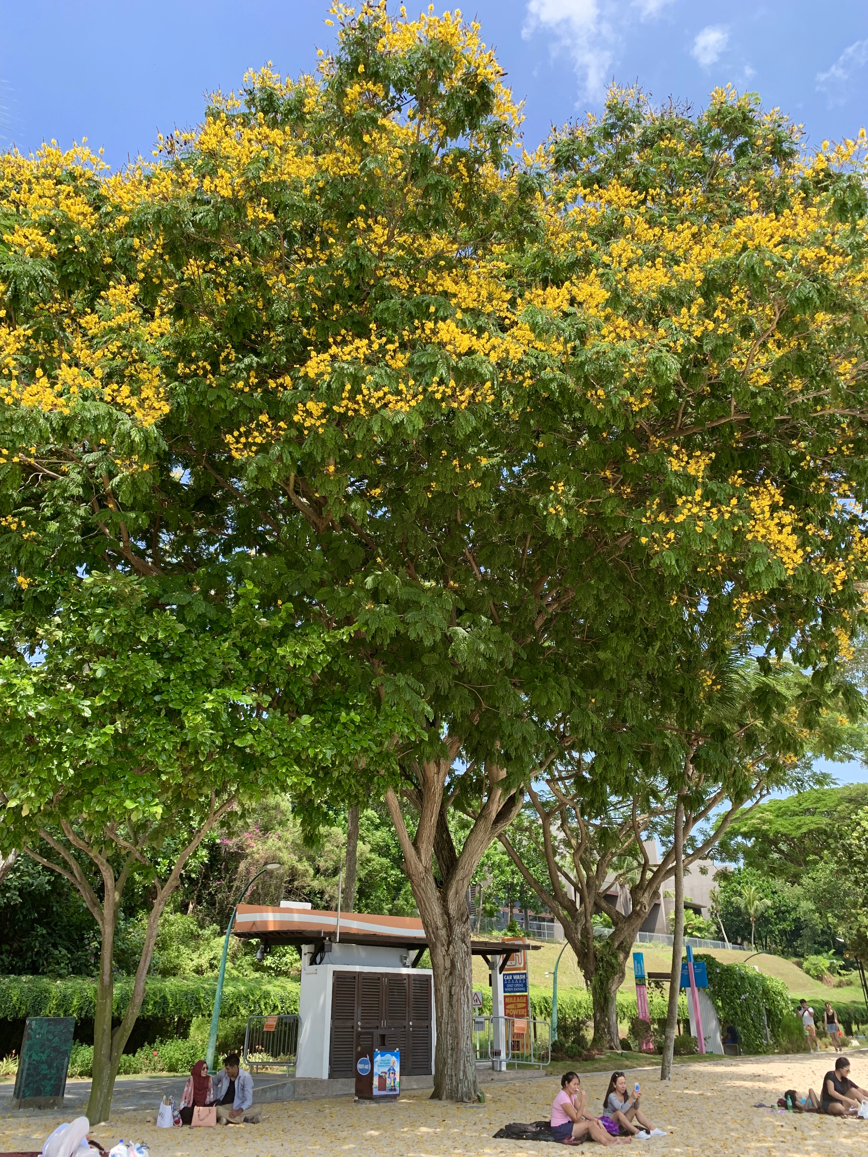 タラワンビーチ 木