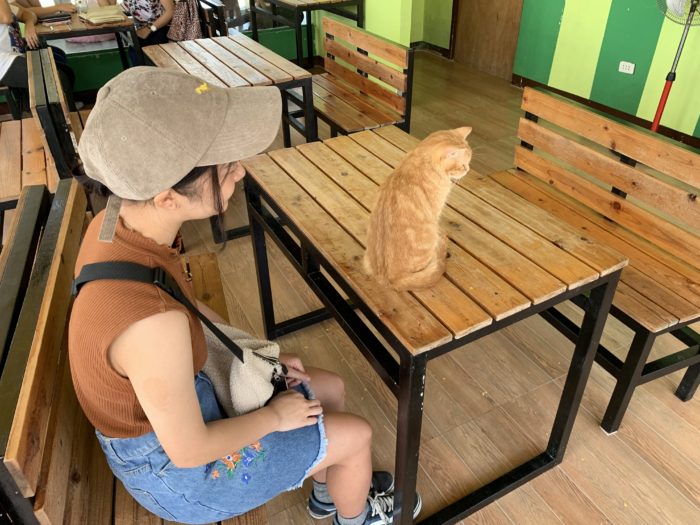 at a cat cafe